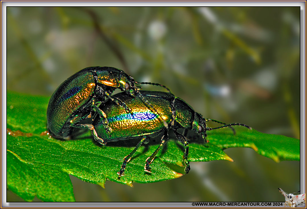 Chrysomelide